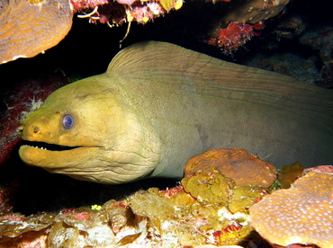 Green Moray Eel - Gymnothorax funebris - Grand Cayman