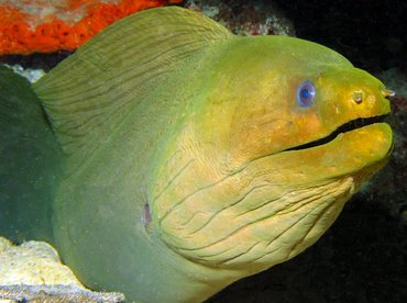 Green Moray Eel - Gymnothorax funebris - Isla Mujeres, Mexico