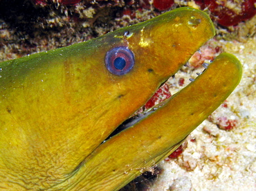 Green Moray Eel - Gymnothorax funebris - Grand Cayman