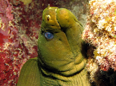 Green Moray Eel - Gymnothorax funebris - Grand Cayman