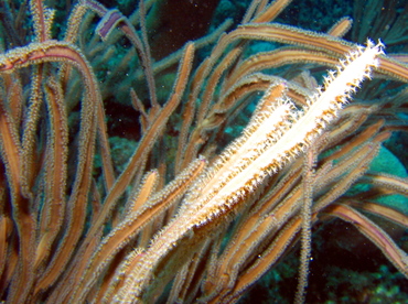 Grooved-Blade Sea Whip - Pterogorgia guadalupensis - Roatan, Honduras