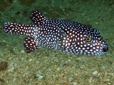 Guineafowl Puffer - Arothron meleagris - Cabo San Lucas, Mexico