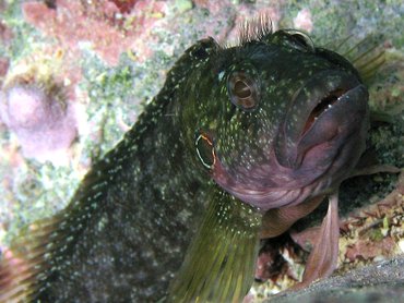 Hairy Blenny - Labrisomus nuchipinnis - St John, USVI
