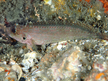 Hairy Blenny - Labrisomus nuchipinnis - St John, USVI