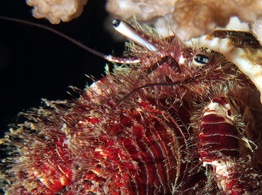 Hairy Red Hermit Crab - Aniculus erythraeus - Fiji