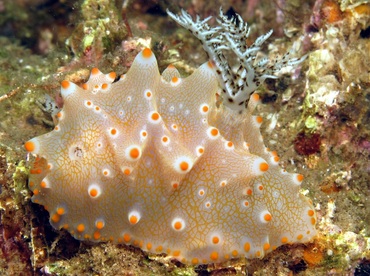 Batangas Halgerda - Halgerda batangas - Dumaguete, Philippines