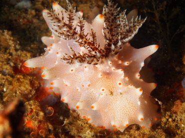 Batangas Halgerda - Halgerda batangas - Lembeh Strait, Indonesia