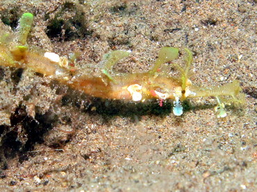 Winged Pipefish - Halicampus macrorhynchus - Dumaguete, Philippines