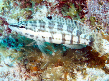 Harlequin Bass - Serranus tigrinus - Turks and Caicos