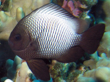 Hawaiian Dascyllus - Dascyllus albisella - Lanai, Hawaii