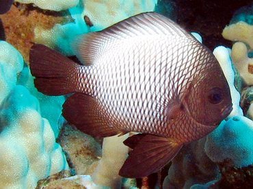Hawaiian Dascyllus - Dascyllus albisella - Lanai, Hawaii