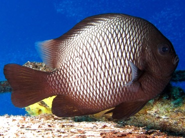 Hawaiian Dascyllus - Dascyllus albisella - Maui, Hawaii