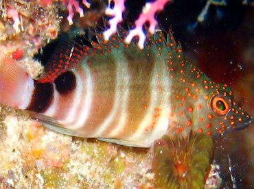 Redspotted Hawkfish - Amblycirrhitus pinos - Nassau, Bahamas