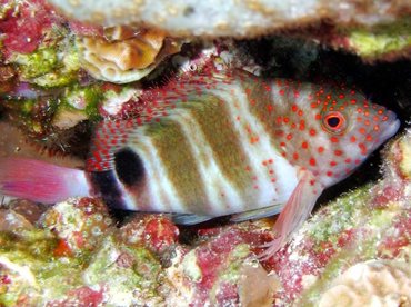 Redspotted Hawkfish - Amblycirrhitus pinos - Bonaire