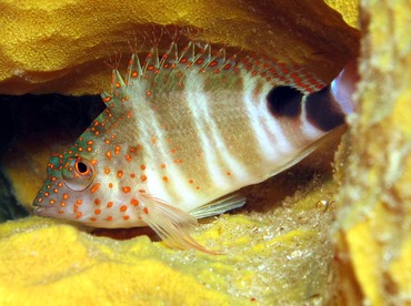 Redspotted Hawkfish - Amblycirrhitus pinos - Cozumel, Mexico