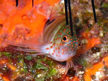 Redspotted Hawkfish - Amblycirrhitus pinos - St Thomas, USVI