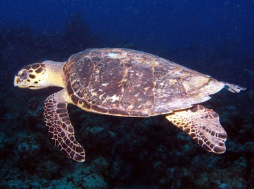 Hawksbill Turtle - Eretmochelys imbricata - Grand Cayman