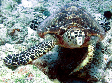 Hawksbill Turtle - Eretmochelys imbricata - Nassau, Bahamas