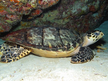 Hawksbill Turtle - Eretmochelys imbricata - Cozumel, Mexico