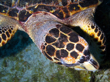 Hawksbill Turtle - Eretmochelys imbricata - Grand Cayman