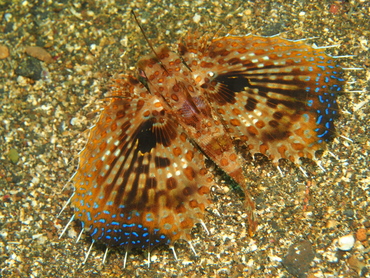 Helmut Gurnard - Dactyloptena orientalis - Lembeh Strait, Indonesia