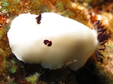 Fellow's Nudibranch - Hiatodoris fellowsi - Lanai, Hawaii