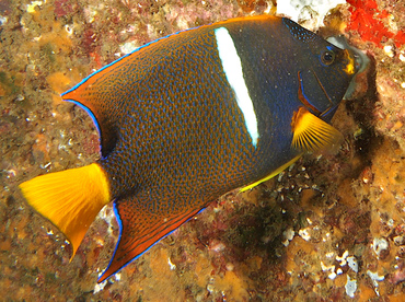 King Angelfish - Holacanthus passer - Cabo San Lucas, Mexico
