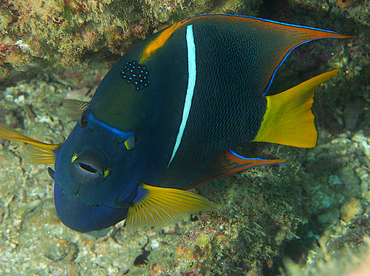 King Angelfish - Holacanthus passer - Cabo San Lucas, Mexico