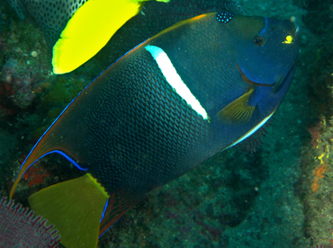 King Angelfish - Holacanthus passer - Cabo San Lucas, Mexico
