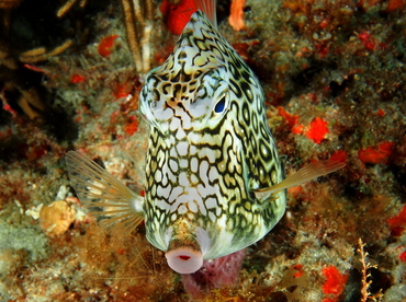 Honeycomb Cowfish - Acanthostracion polygonius - Palm Beach, Florida