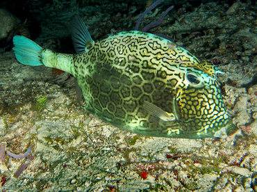 Honeycomb Cowfish - Acanthostracion polygonius - Cozumel, Mexico