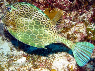 Honeycomb Cowfish - Acanthostracion polygonius - Isla Mujeres, Mexico