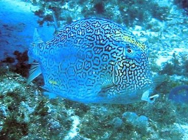 Honeycomb Cowfish - Acanthostracion polygonius - Cozumel, Mexico