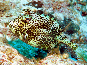 Honeycomb Cowfish - Acanthostracion polygonius - Turks and Caicos
