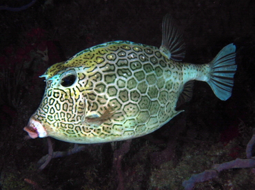 Honeycomb Cowfish - Acanthostracion polygonius - Palm Beach, Florida