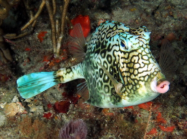 Honeycomb Cowfish - Acanthostracion polygonius - Palm Beach, Florida
