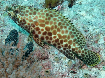 Honeycomb grouper - Epinephelus merra - Palau