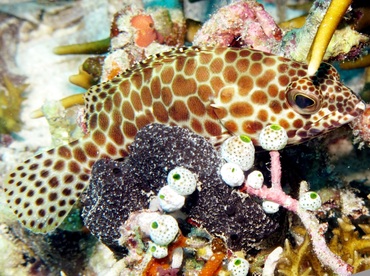 Honeycomb grouper - Epinephelus merra - Palau