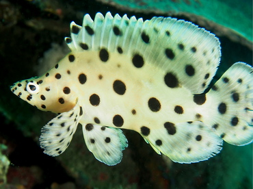 Baramundi - Cromileptes altivelis - Lembeh Strait, Indonesia