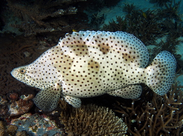 Baramundi - Cromileptes altivelis - Palau