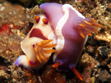 Bullock's Hypselodoris - Hypselodoris bullockii - Lembeh Strait, Indonesia