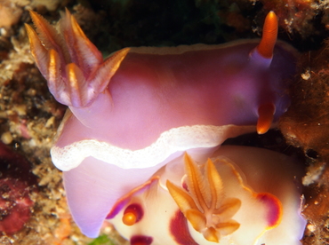 Bullock's Hypselodoris - Hypselodoris bullockii - Lembeh Strait, Indonesia