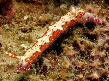 Spotted hypselodoris - Hypselodoris maculosa - Dumaguete, Philippines
