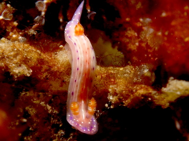 Spotted hypselodoris - Hypselodoris maculosa - Lembeh Strait, Indonesia