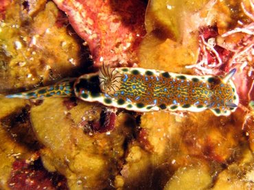Purple-Spotted Sea Goddess - Hypselodoris marci - Roatan, Honduras