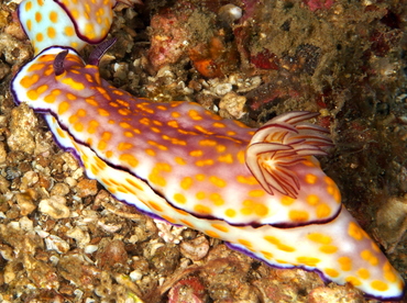Beautiful Risbecia - Hypselodoris pulchella - Anilao, Philippines