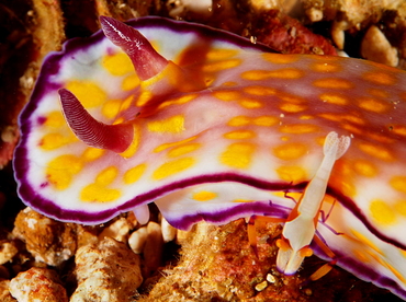 Beautiful Risbecia - Hypselodoris pulchella - Anilao, Philippines