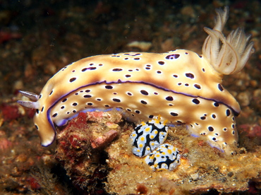 Tryon's Risbecia - Hypselodoris tryoni - Lembeh Strait, Indonesia