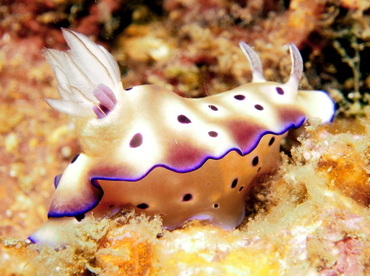 Tryon's Risbecia - Hypselodoris tryoni - Lembeh Strait, Indonesia