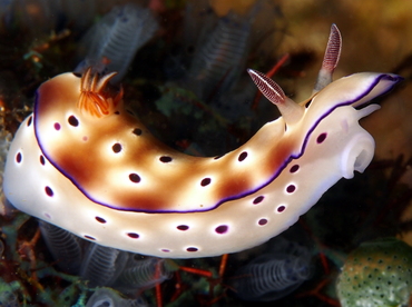 Tryon's Risbecia - Hypselodoris tryoni - Anilao, Philippines